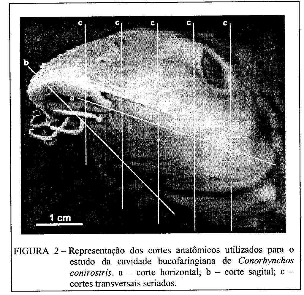 Para se conhecerem as adaptações da cavidade bucofaringiana, em particular no que se refere à seleção, captura, preensão e ao processamento pré-digestivo do alimento, foram descritos: os barbilhões;