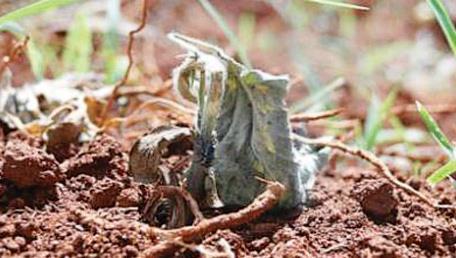 Pragas subterrâneas 1) Broca-do-colo ou lagarta-elasmo (Elasmopalpus lignosellus) -Pode destruir lavouras inteiras em épocas de