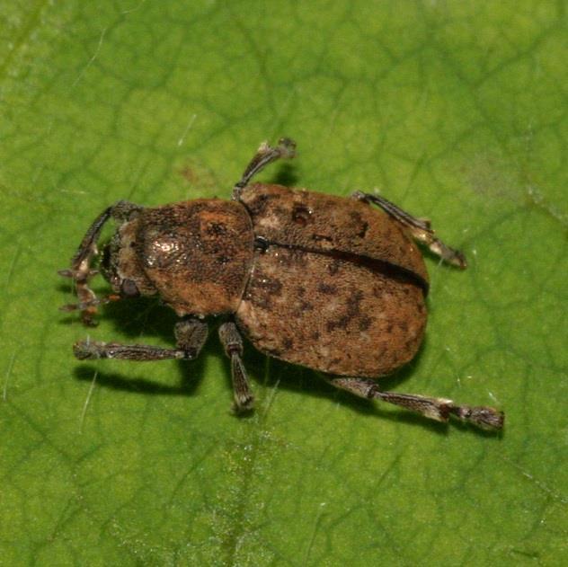 Pragas subterrâneas 3) Besouros (Myochrous armatus) Cascudo