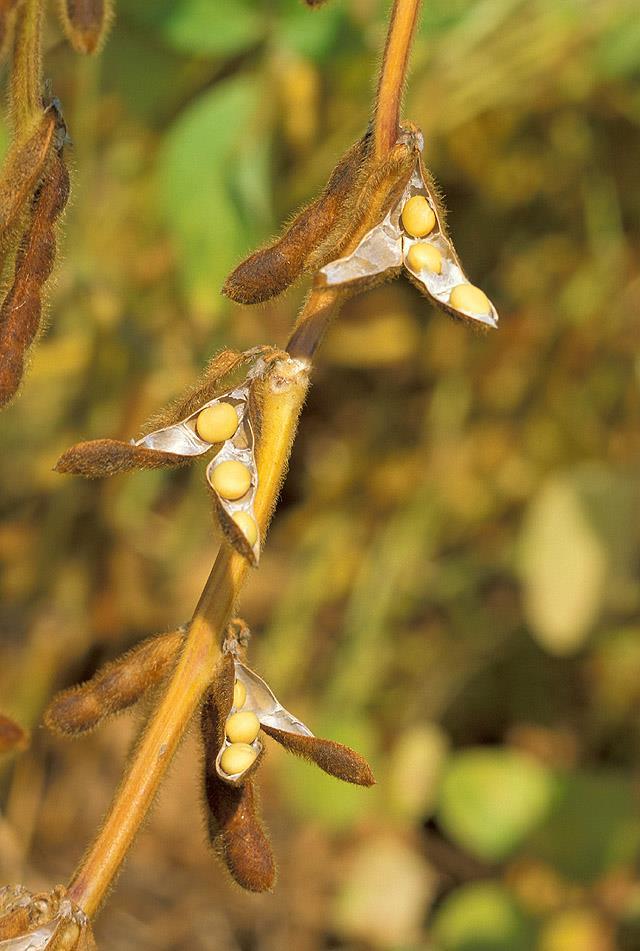 Introdução Reino: Plantae Divisão: Magnoliophyta Classe: Magnoliopsida Ordem: