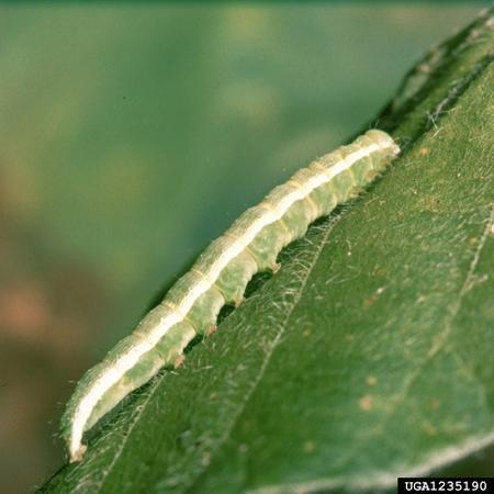 Pragas da parte aérea 2) Lagarta-das-folhas (Anticarsia gemmatalis)