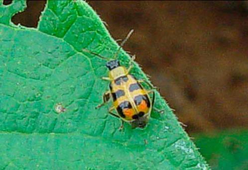 Pragas da parte aérea 4) Vaquinhas (Cerotoma arcuatus)