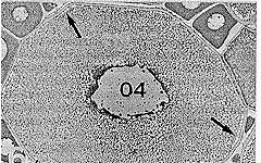 micrópila (seta) e células foliculares cúbicas - Roeboides xenodon - azul de toluidina - 150x.