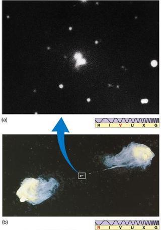 RÁDIO Galáxias Cygnus A 250 Mpc da Terra Observadas a distâncias bem maiores do que as galáxias normais brilhantes associadas