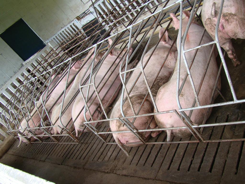 24 Produção de suínos em família, sem uso preventivo de antimicrobiano.