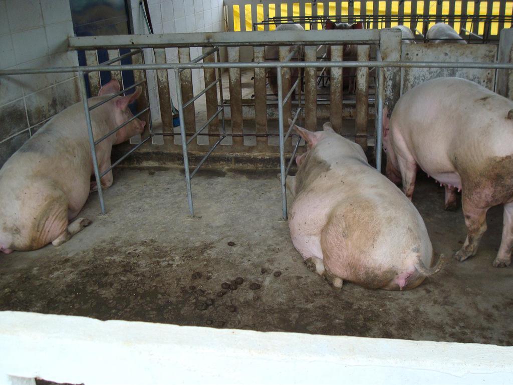 Gestação individual em boxes, onde as porcas permanecem do desmame até 35 dias de