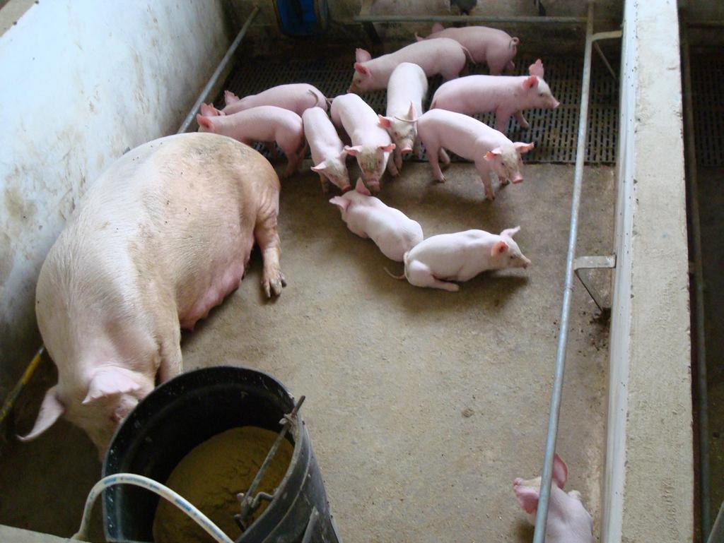26 Produção de suínos em família, sem uso preventivo de antimicrobiano... Foto: Nelson Morés Figura 8.