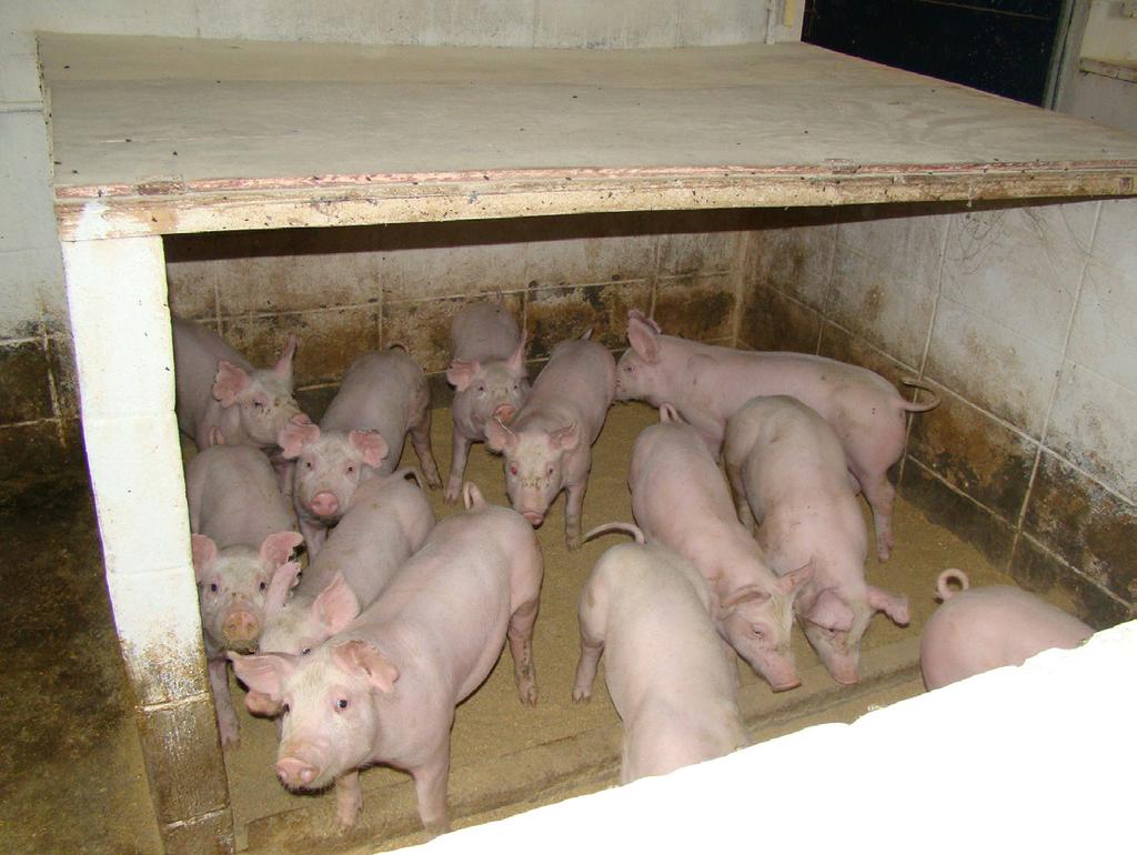 Produção de suínos em família, sem uso preventivo de antimicrobiano.
