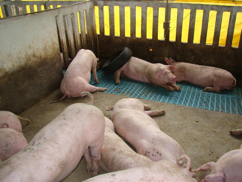 28 Produção de suínos em família, sem uso preventivo de antimicrobiano.