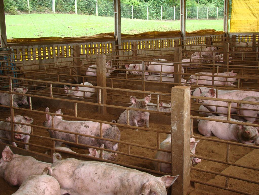 Produção de suínos em família, sem uso preventivo de antimicrobiano... 29 Foto: Nelson Morés Figura 12.