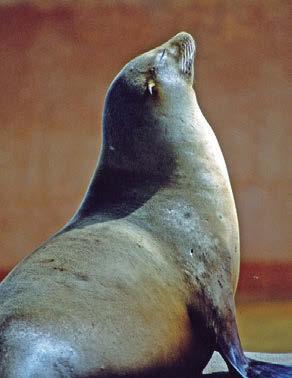 Tecidos 1. As afirmativas a seguir relacionam algumas características dos quatro tipos de tecidos animais. Analise-as com atenção e identifique a que tipo de tecido se refere cada uma delas.