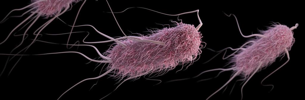 Escherichia coli Bactérias que vivem no trato do intestino humano e portanto os alimentos ou a água quando