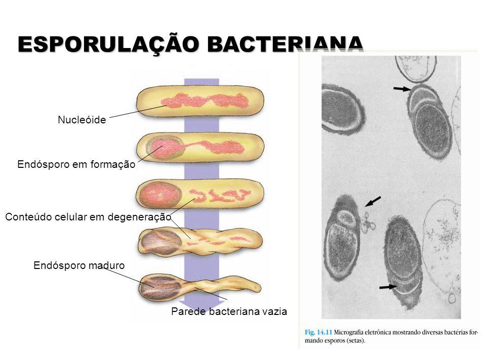 Esporos Algumas bactérias além da parede celular e da cápsula, possuem ainda mais uma carta na manga, a esporulação.