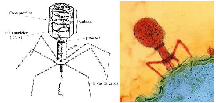 Bacteriófago Um tipo de vírus muito estudado e é composto por uma cápsula proteica, onde fica o material genético (DNA) contido e protegido, possui uma cauda com fibras que fazem o papel de fixação