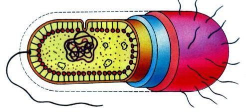 Célula bacteriana Ribossomos Citoplasma Membrana plasmática