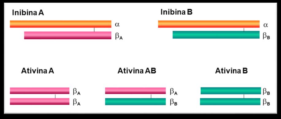 As ativinas formam dímeros compostos por duas subunidades β da inibina, βa/βa (ativina A), βb/βb (ativina B), βa/ βb (ativina AB).