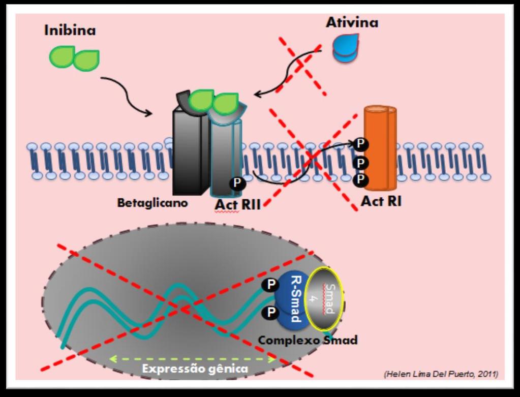 que se liga a porção extracelular do receptor da ativina tipo II (ActRII) numa conformação que bloqueia a transmissão de sinal do receptor, prevenindo a ativação do ActRI pela ativina.