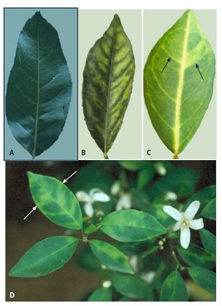 DIAGNOSE Sintomas simétricos vs assimétricos deficiências minerais e doenças em citros