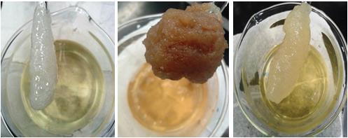 substratos utilizados na fermentação e também aos diferentes arranjos moleculares das cadeias dos polímeros (Rottava, 2005).