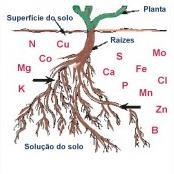 NUTRIÇÃO DE PLANTAS O conceito Quais são os nutrientes? Suas funções?