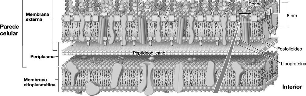 heptose polissacarídeo interno ácido