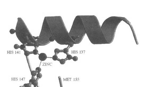 Enterotoxina Fatores de Virulência Bacteroides fragilis (ETBF) Diarréia Animais (Myers et al., 1984) Humanos (Myers et al.