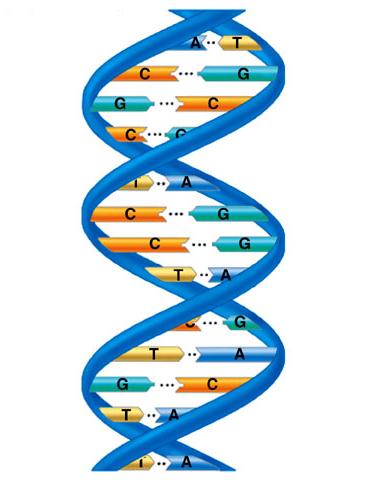 Gliomas Imagem molecular Fluorotimidina ( F-FLT): Proliferação celular (síntese de DNA)