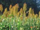 Sorgo pode ter colmos suculentos, eretos, dispostos em forma de touceiras. As folhas são lineares, com 25 a 50 mm de largura e 50 a 100 cm de comprimento.
