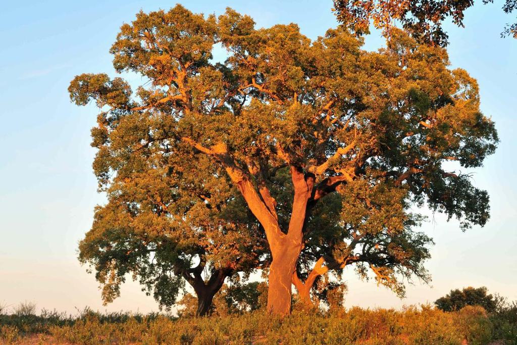 Projecto Criar Bosques Relatório final