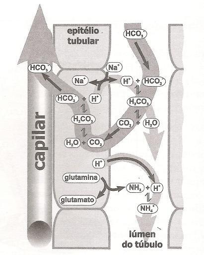 ph sanguíneo e na pressão de CO 2 arterial (pco 2 ).