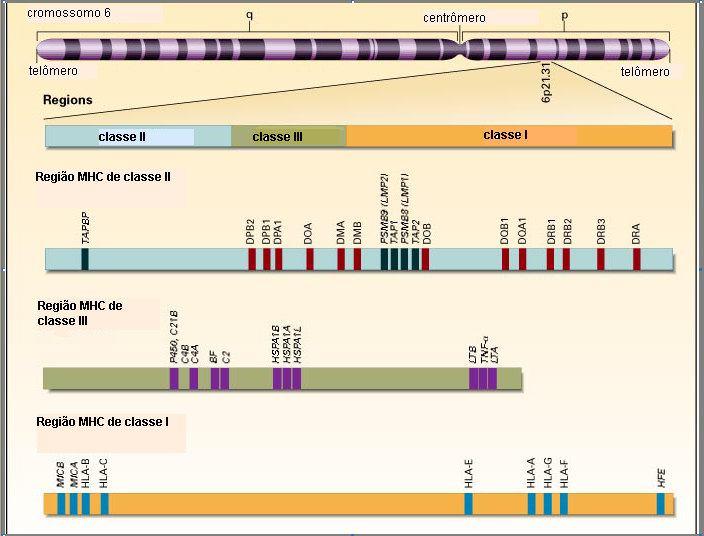 7 FIGURA 1 - MHC HUMANO Representação esquemática do cromossomo 6 humano, com destaque para a região MHC humana, incluindo as regiões classe I (na cor laranja), classe II (cor azul), e classe III
