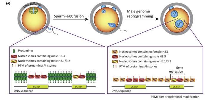 A condensação nuclear no espermatozóide ocorre com a substituição de Histonas por Protaminas O genoma haplóide de uma espermátide tem