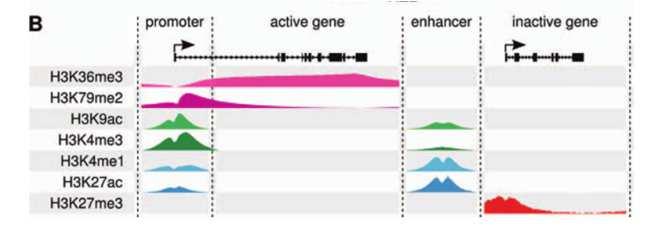 As modificações epigenéticas ocorrem de forma ordenada: As histonas podem ser modificadas de várias formas.