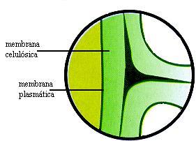 Parede Celulósica Constituída por celulose e também por glicoproteínas (açúcar