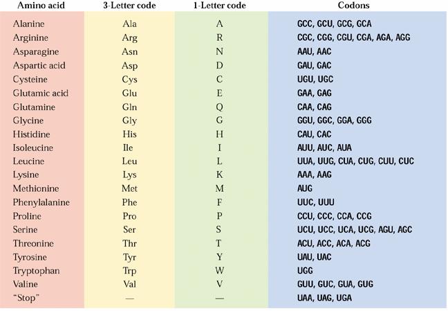 RUBISCO: exemplo de uma proteína complexa das plantas: 8 cópias da subunidade grande (~53 kda,