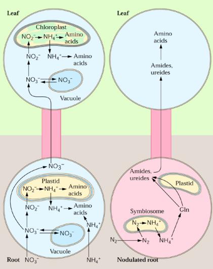 Absorção e assimilação do azoto Plantas fixadoras de N