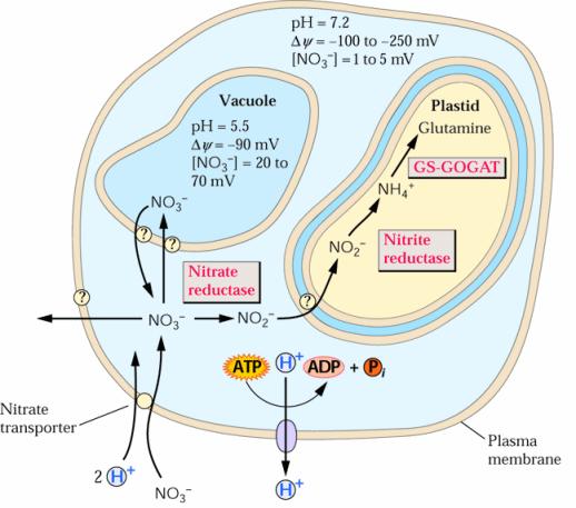 Transporte do nitrato através da membrana de células da raiz e diferentes destinos celulares: saída translocação xilémica; redução no citoplasma e assimilação no plastídeo;