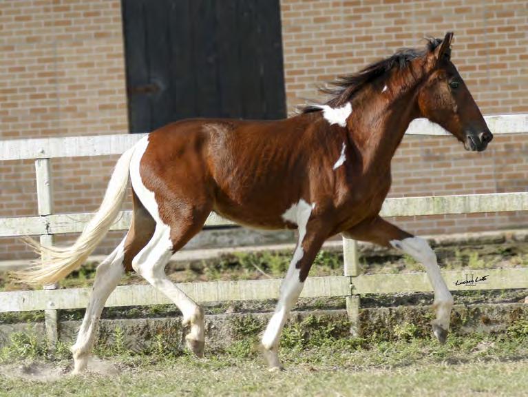 NATIVO HFJ MACHO 26/04/2016 20 Potro pampa de castanho que o Haras HFJ nos traz, potro fechado no Extrato do Minatto em cima e em baixo!