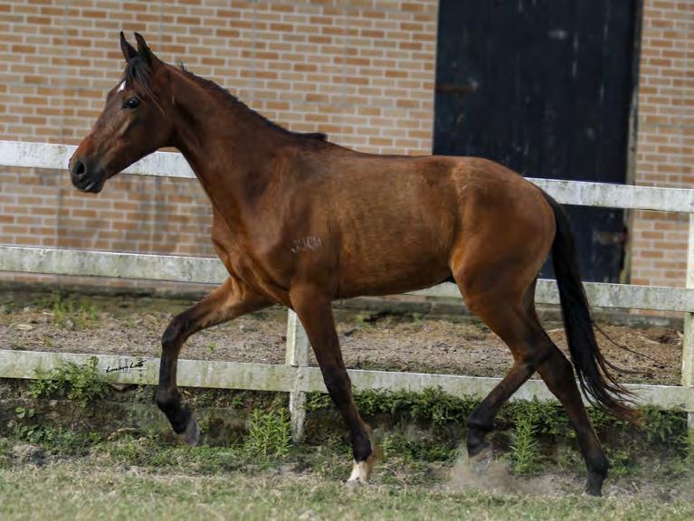 NOVATO HFJ MACHO 15/06/2016 23 Mais um descendente do extraordinário Extrato do Minatto que temos nesse pregão, esse lindo potro castanho que