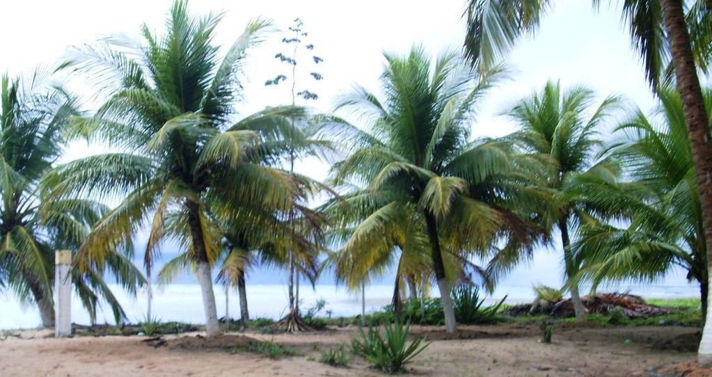 1. INTRODUÇÃO O coqueiro (Cocos nucifera L.) é uma palmeira perene originária do Sudeste Asiático e foi introduzida no Brasil em 1553 pelos portugueses (Fig. 1).