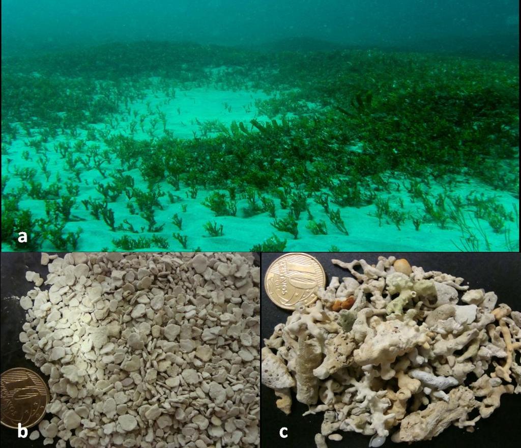106 predominam sedimentos formados por algas calcárias vermelhas da família Corallinaceae, com predomínio do gênero Lithothaminium, seguidas de algas verdes, dos gêneros Halimeda, Udotea e Penicillus.