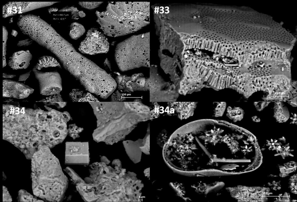113 Figura 6 20. Imagens obtidas por Microscopia eletrônica de varredura (MEV), (BSEimagem) nos sedimentos na plataforma continental do Ceará. Bioclastos carbonáticos acima á esquerda, Estação #31.