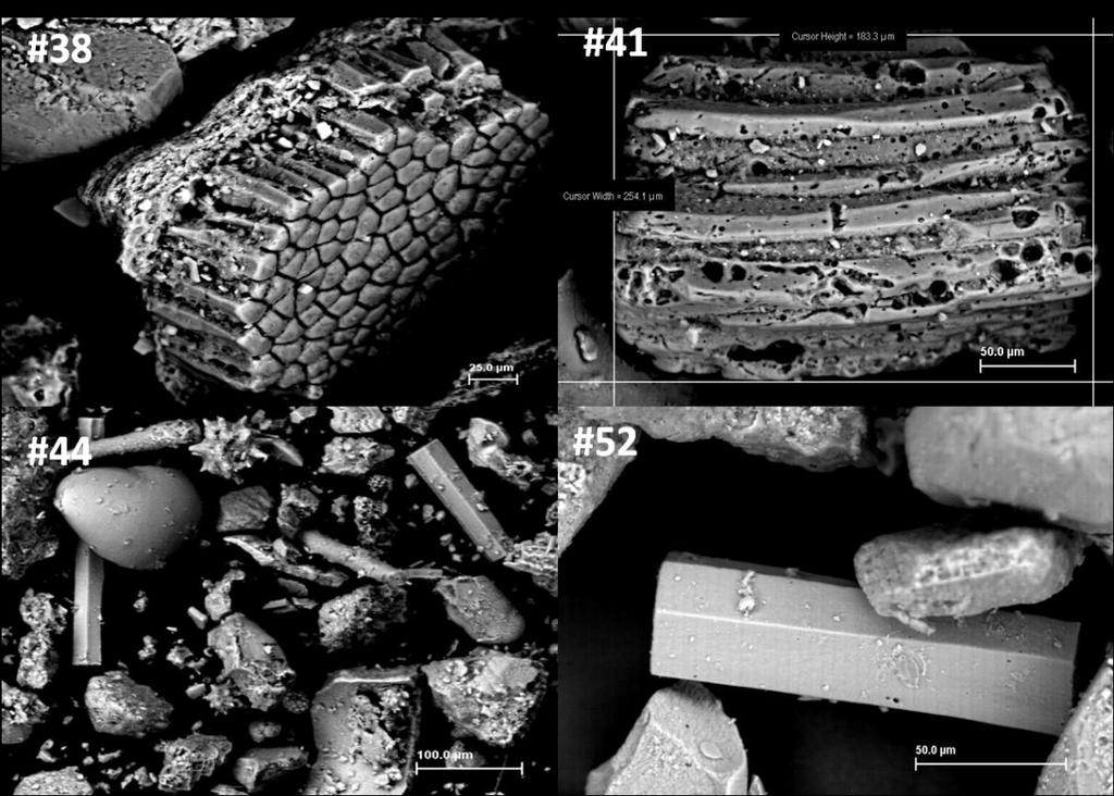 115 Figura 6 21. Imagens obtidas por Microscopia eletrônica de varredura (MEV), (BSEimagem) nos sedimentos na plataforma continental do Ceará.