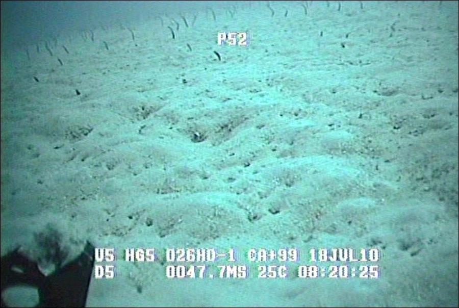 133 Durante os trabalhos de filmagem com o ROV, foi identificada uma planície de areias totalmente isenta de qualquer espécie de alga marinha.