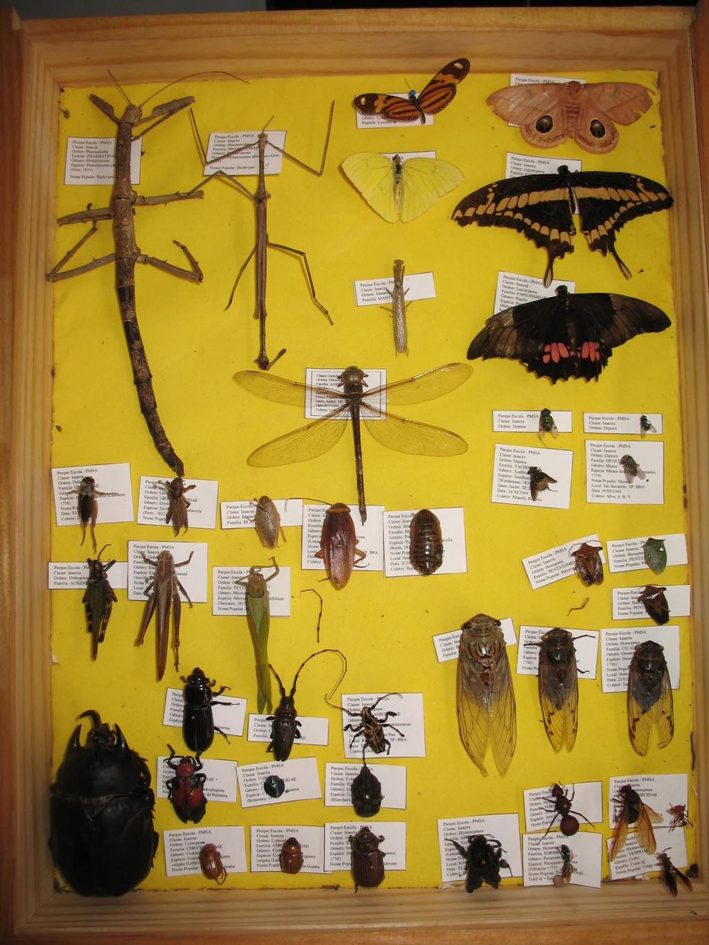 Fotografia 16 Insetário com as ordens Phasmatodea, Orthoptera, Blattodea e Mantodea Foi construído