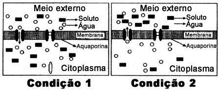 c) Proteínas, proteínas e lipídios. d) Lipídeos, lipídeos e proteínas. e) Proteínas, lipídeos e lipídeos. 39.