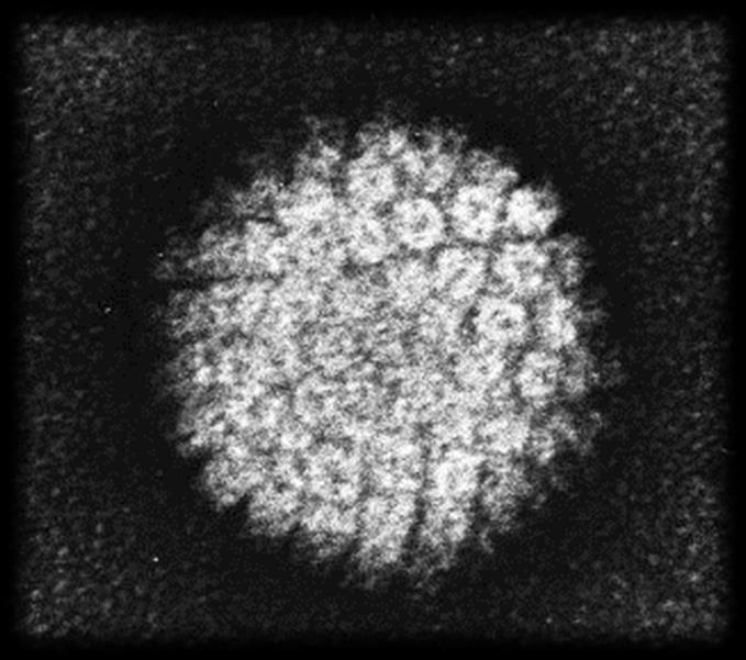 São capazes de infectar organismos de todos os grupos de seres vivos, com exceção de Archaea.