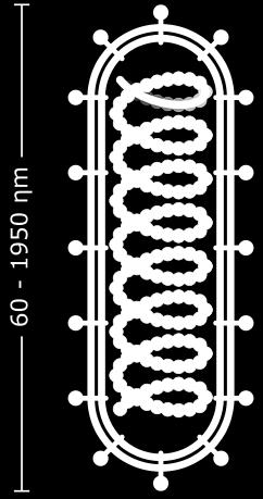 25 Molécula de DNA Molécula de RNA