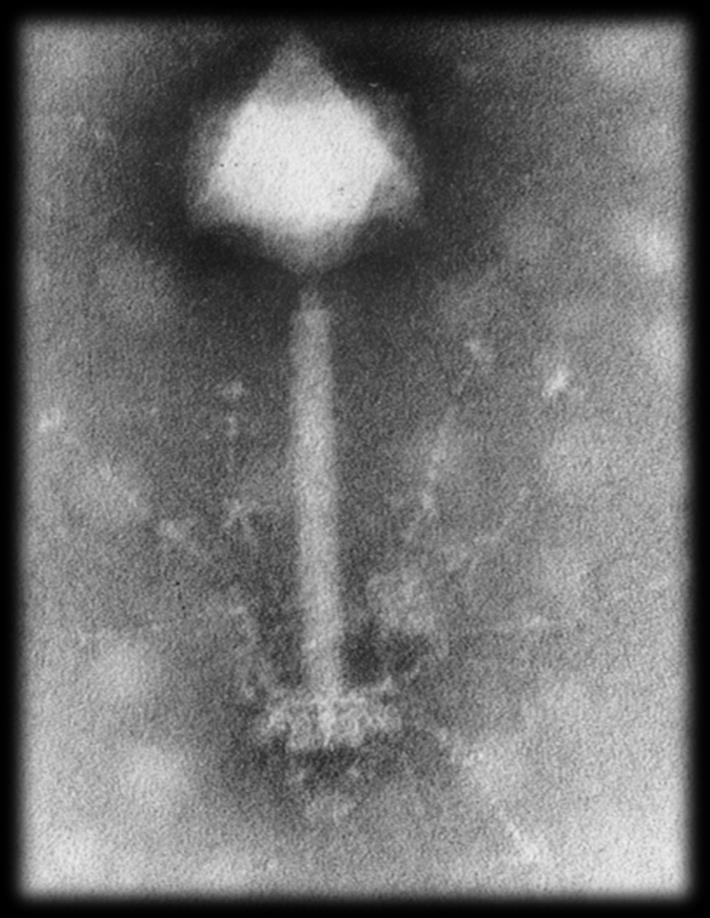 28 O exemplo mais conhecido de vírus de morfologia complexa são os bacteriófagos (ou simplesmente, fagos).