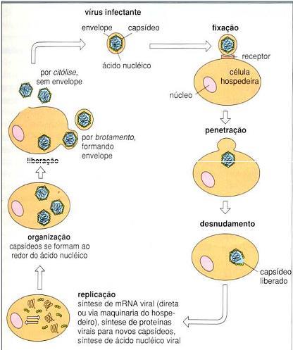 1. Ciclo de replicação viral 2.